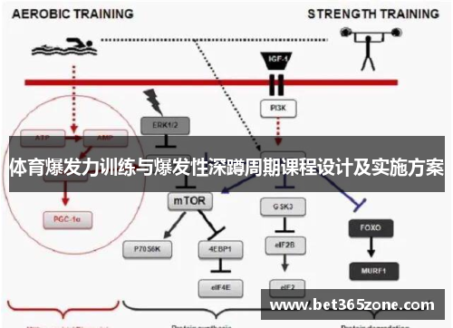 体育爆发力训练与爆发性深蹲周期课程设计及实施方案
